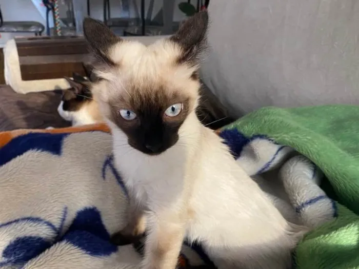 Gato raça Srd idade 2 a 6 meses nome Ana Maria 