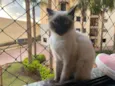 Gato raça Srd idade 2 a 6 meses nome Ana Maria 