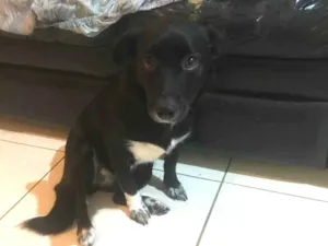 Cachorro raça Srd idade 7 a 11 meses nome Pretinha