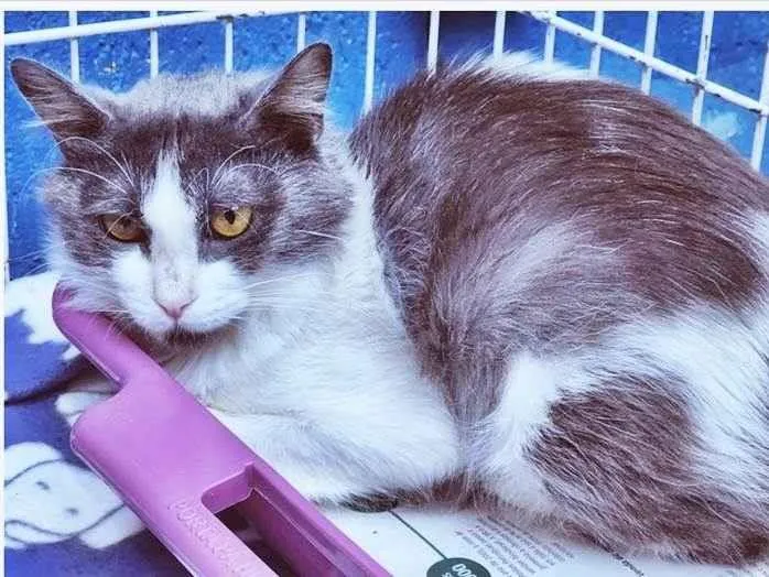 Gato raça SRD idade 2 a 6 meses nome LEILA BIBI