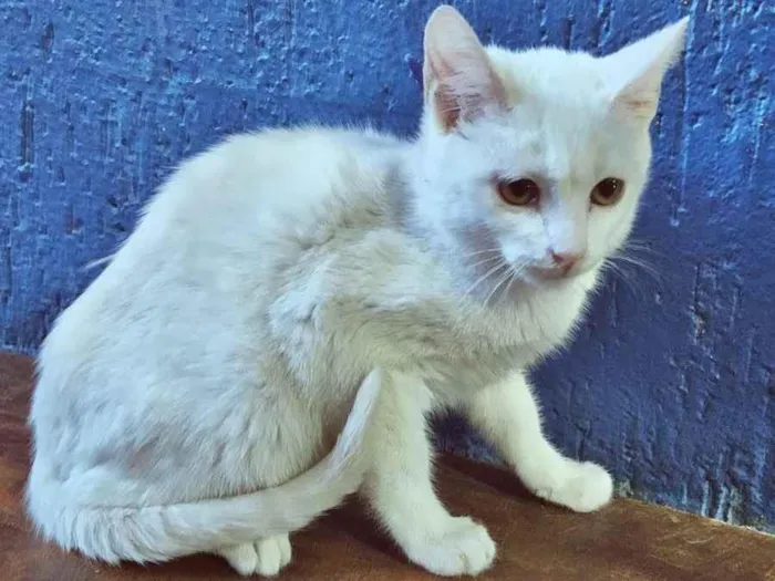 Gato raça SRD idade 2 a 6 meses nome PITUCO BIANCO