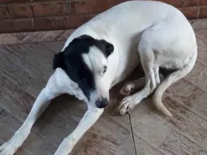 Cachorro raça Srd idade 2 anos nome Charlote e Cristal