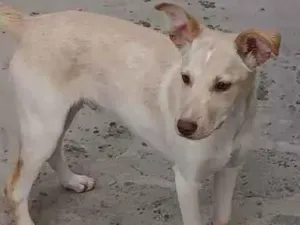 Cachorro raça Srd idade 7 a 11 meses nome Caramelo