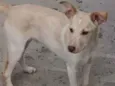Cachorro raça Srd idade 7 a 11 meses nome Caramelo