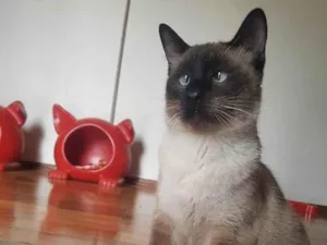 Gato raça Srd idade 7 a 11 meses nome Vini