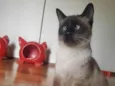 Gato raça Srd idade 7 a 11 meses nome Vini