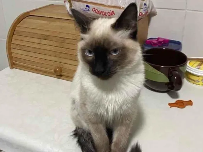 Gato raça Srd idade 2 a 6 meses nome Ana Maria 