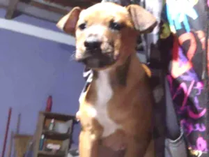 Cachorro raça Pitbull misturado  idade 2 a 6 meses nome Não sei 
