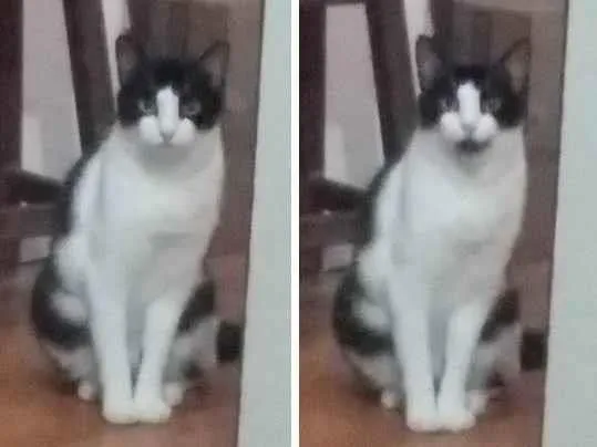 Gato raça  idade 6 ou mais anos nome Peri