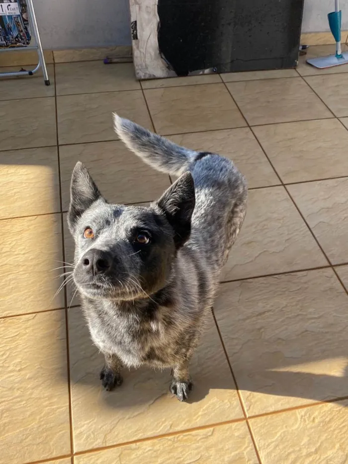 Cachorro ra a Blue heeler “cão australiano” idade 5 anos nome Thor