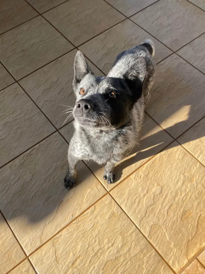 Cachorro ra a Blue heeler “cão australiano” idade 5 anos nome Thor