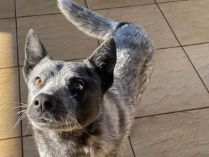 Cachorro raça Blue heeler “cão australiano” idade 5 anos nome Thor