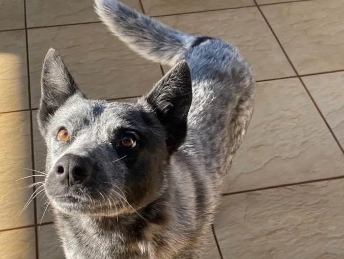 Cachorro ra a Blue heeler “cão australiano” idade 5 anos nome Thor