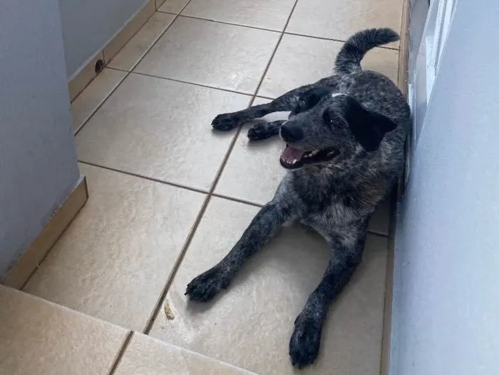 Cachorro ra a Blue Heeler “ cão australiano” idade 6 ou mais anos nome Max 