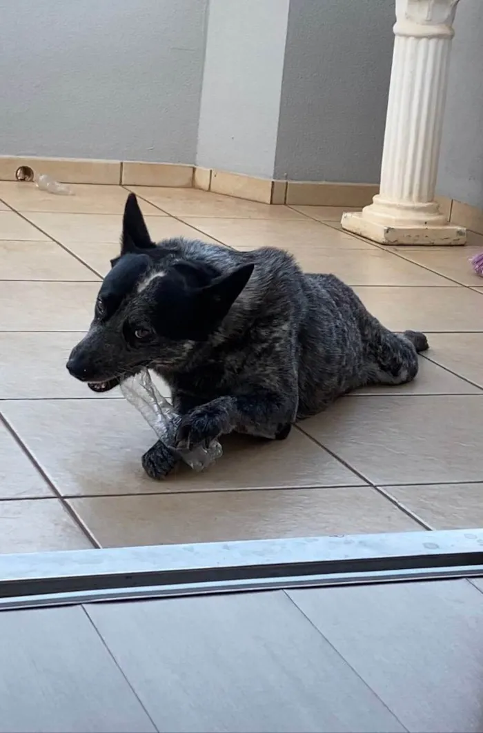 Cachorro ra a Blue Heeler “ cão australiano” idade 6 ou mais anos nome Max 