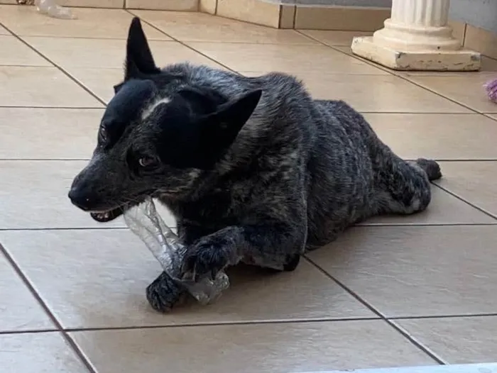 Cachorro ra a Blue Heeler “ cão australiano” idade 6 ou mais anos nome Max 