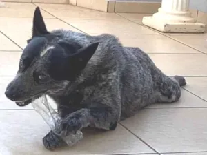 Cachorro raça Blue Heeler “ cão australiano” idade 6 ou mais anos nome Max 
