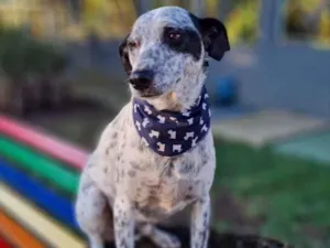 Cachorro raça Srd idade 6 ou mais anos nome FLOCOS