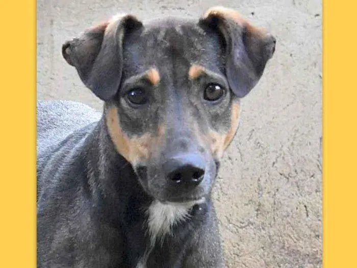 Cachorro ra a srd idade 6 ou mais anos nome Nescau