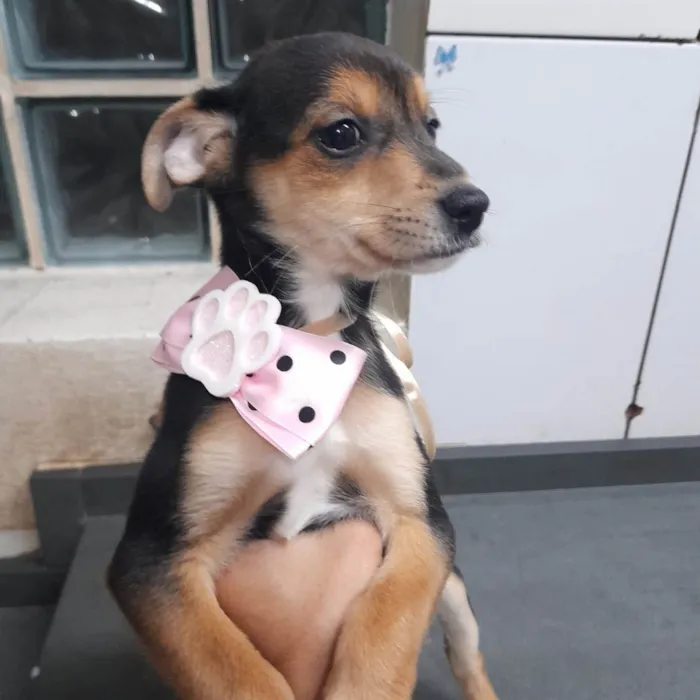 Cachorro ra a SRD idade 2 a 6 meses nome Rashid e Surya
