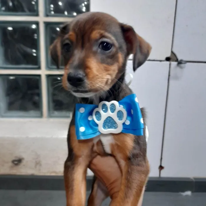 Cachorro ra a SRD idade 2 a 6 meses nome Rashid e Surya