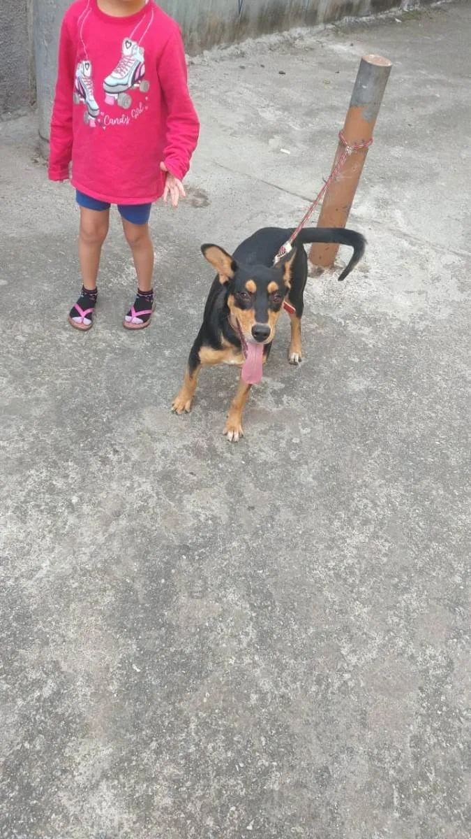 Cachorro ra a Pastor alemao com doberman  idade 7 a 11 meses nome Bela