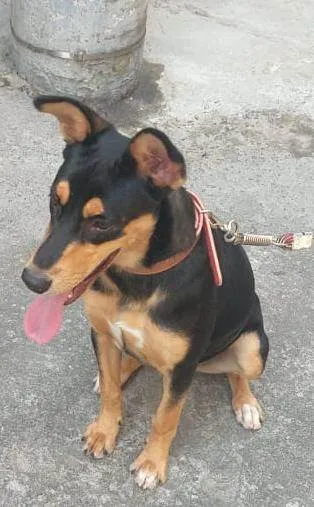 Cachorro ra a Pastor alemao com doberman  idade 7 a 11 meses nome Bela