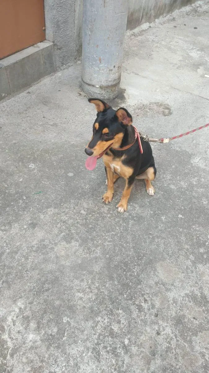 Cachorro ra a Pastor alemao com doberman  idade 7 a 11 meses nome Bela