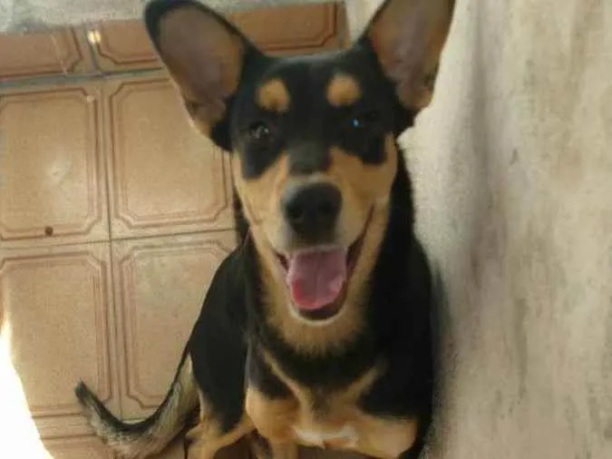 Cachorro ra a Pastor alemao com doberman  idade 7 a 11 meses nome Bela