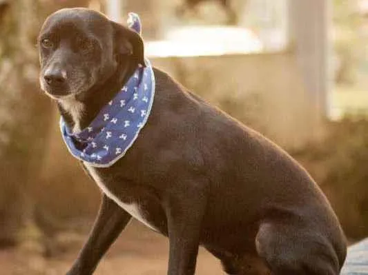 Cachorro raça SRD idade 6 ou mais anos nome PRETO