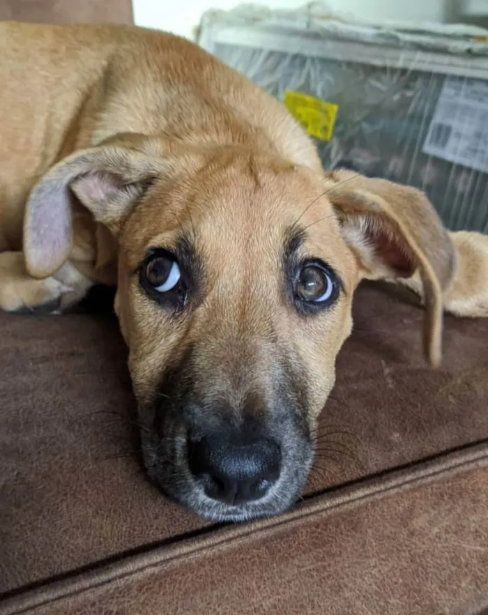 Cachorro ra a Vira lata  idade 2 a 6 meses nome Safira 