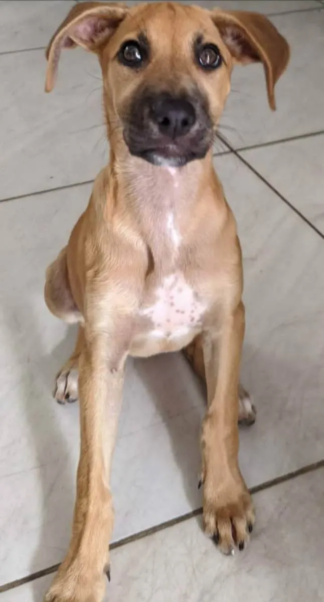 Cachorro ra a Vira lata  idade 2 a 6 meses nome Safira 