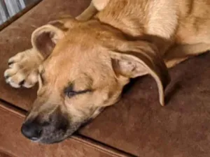 Cachorro raça Vira lata  idade 2 a 6 meses nome Safira 