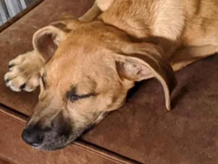 Cachorro ra a Vira lata  idade 2 a 6 meses nome Safira 