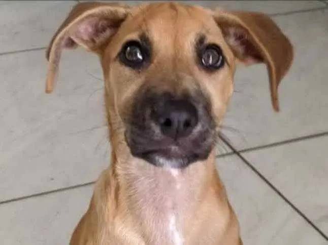 Cachorro ra a Vira lata  idade 2 a 6 meses nome Safira 