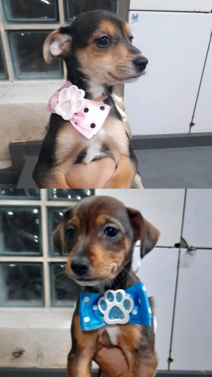 Cachorro ra a SRD idade 2 a 6 meses nome Rashid e Surya