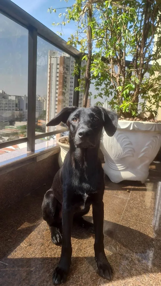 Cachorro ra a SRD idade 7 a 11 meses nome Revoada