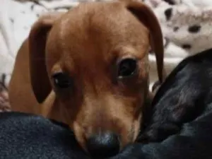 Cachorro raça duchshund idade 2 a 6 meses nome Meg