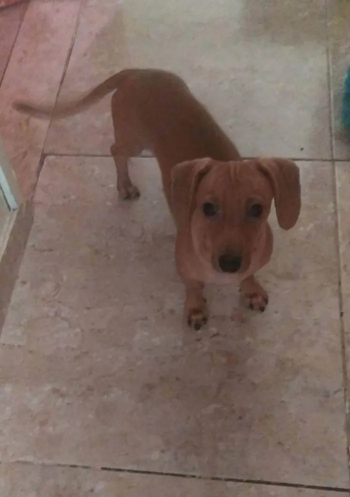 Cachorro ra a duchshund idade 2 a 6 meses nome Meg