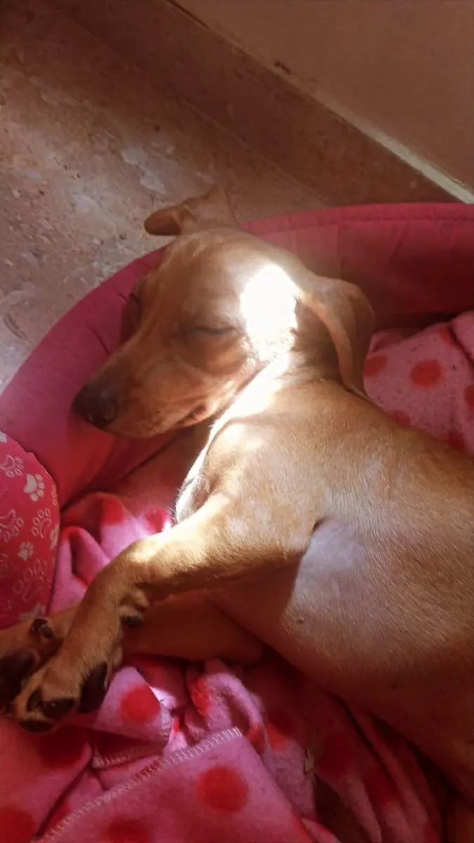 Cachorro ra a duchshund idade 2 a 6 meses nome Meg