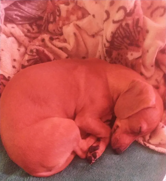Cachorro ra a duchshund idade 2 a 6 meses nome Meg