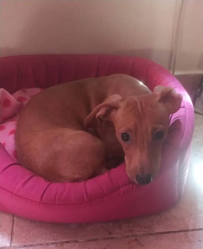 Cachorro ra a duchshund idade 2 a 6 meses nome Meg