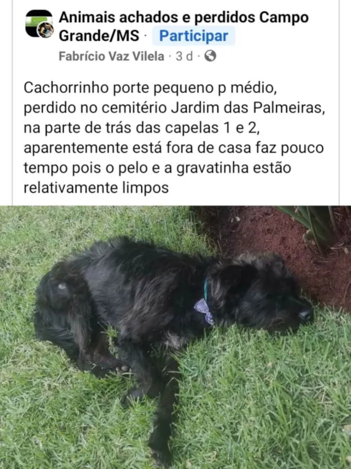 Cachorro ra a  idade 1 ano nome pretinho