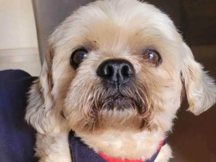 Cachorro ra a Lhasa apso idade 6 ou mais anos nome Ziggy
