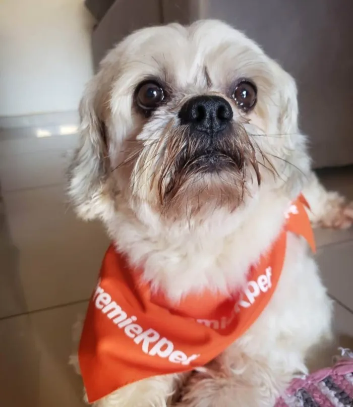 Cachorro ra a Lhasa apso idade 6 ou mais anos nome Ziggy