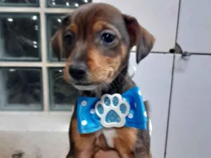 Cachorro raça SRD idade 2 a 6 meses nome Rashid e Surya