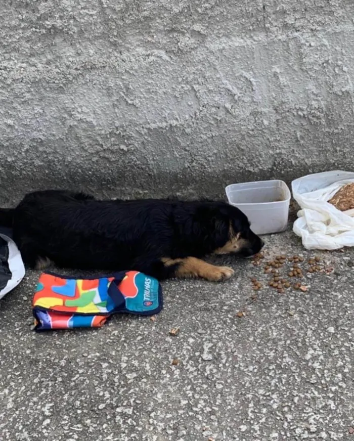 Cachorro ra a  idade 7 a 11 meses nome Não sei 