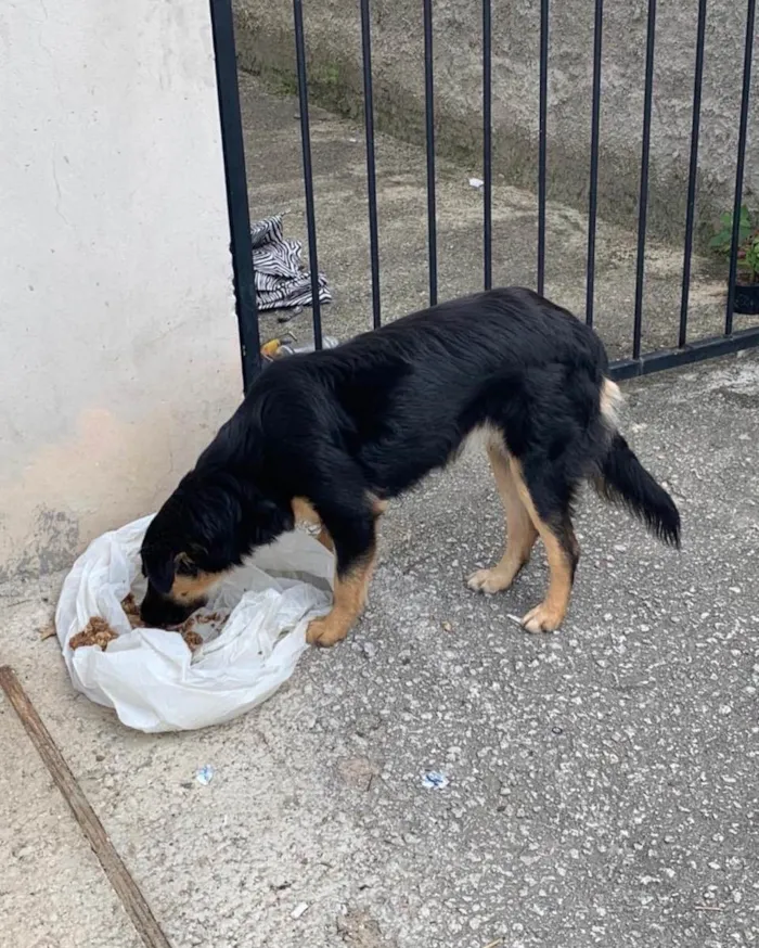 Cachorro ra a  idade 7 a 11 meses nome Não sei 