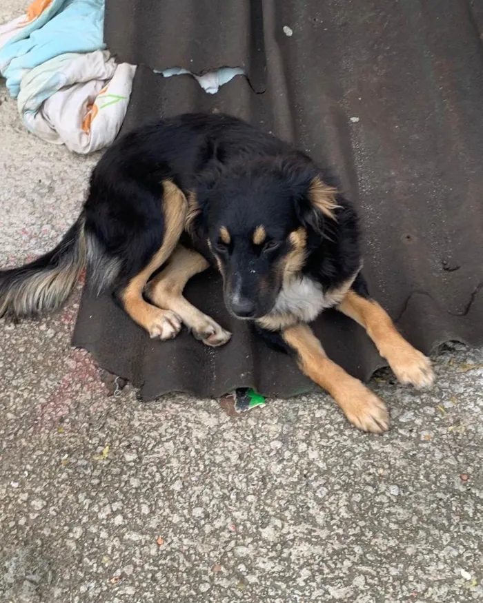 Cachorro ra a  idade 7 a 11 meses nome Não sei 