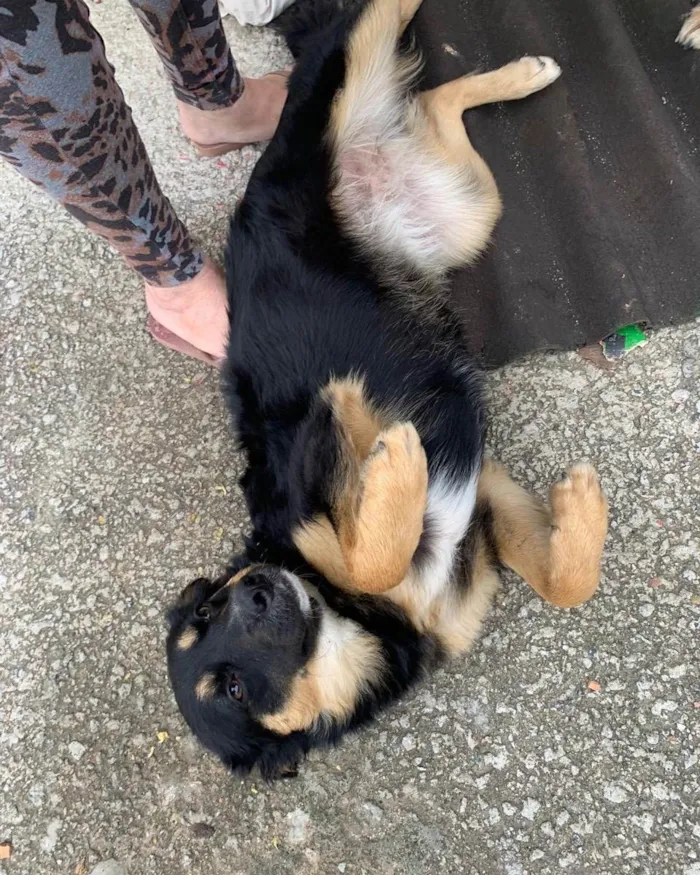 Cachorro ra a  idade 7 a 11 meses nome Não sei 